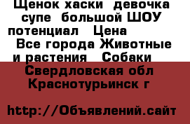 Щенок хаски, девочка супе, большой ШОУ потенциал › Цена ­ 50 000 - Все города Животные и растения » Собаки   . Свердловская обл.,Краснотурьинск г.